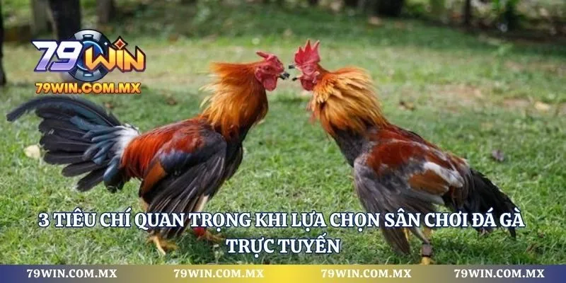 3 tiêu chí quan trọng khi lựa chọn sân chơi đá gà trực tuyến