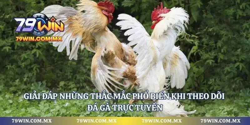 Giải đáp những thắc mắc phổ biến khi theo dõi đá gà trực tuyến