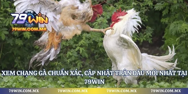 Xem Chạng Gà Chuẩn Xác, Cập Nhật Trận Đấu Mới Nhất Tại 79WIN